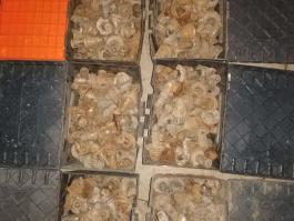 国产铣刨机旧刀头，回收国产铣刨机水泥旧刀头，回收国产铣刨机沥青旧刀头，回收有合金就回收